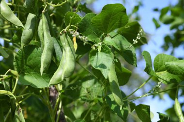 çalı fasulyesi genç saplarını direkleri