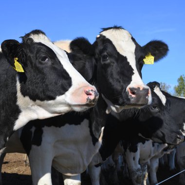 Kalush, Ukrayna - 2 Ekim 2019: Batı Ukrayna 'nın Kalush kenti yakınlarındaki bir süt çiftliğinde sığır ağılında inekler .