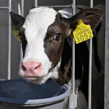 Kalush, Ukrayna - 2 Ekim 2019: Batı Ukrayna 'nın Kalush kenti yakınlarındaki bir mandıra çiftliğinde plastik buzağı-evi (buzağı-kutusu) .