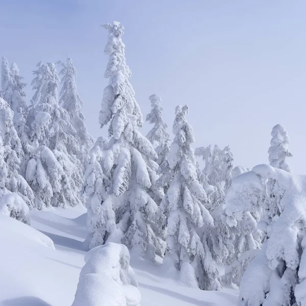 Κωνοφόρα Δάση Του Χειμώνα Μια Πλαγιά Του Βουνού — Φωτογραφία Αρχείου
