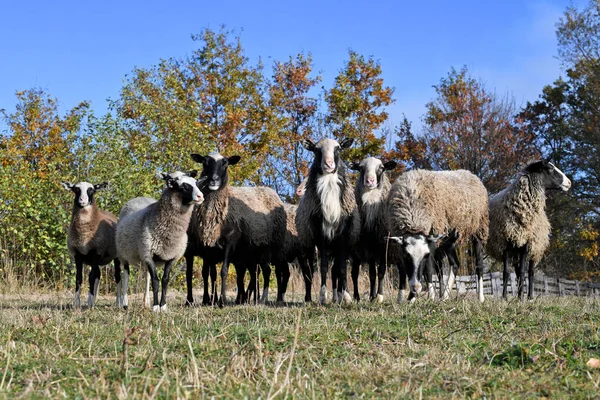 Schafe Auf Einer Weide Der Herbstlichen Landschaft — Stockfoto