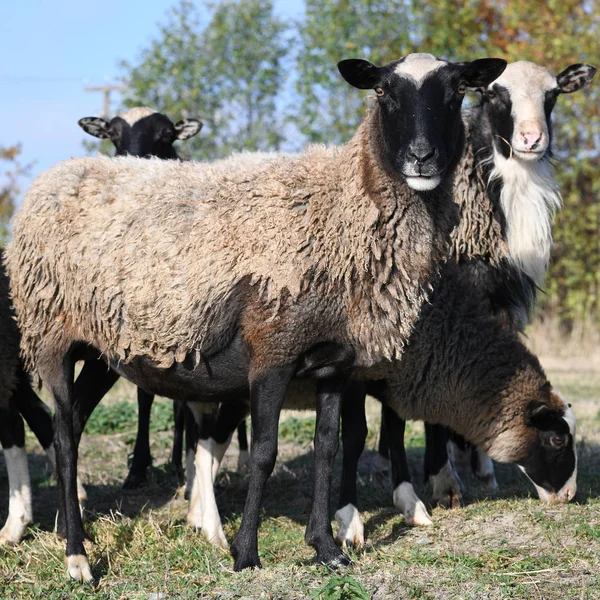 Schapen Een Weiland Het Herfstlandschap — Stockfoto