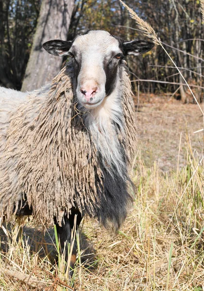 Owce Pastwisku Jesiennym Krajobrazie — Zdjęcie stockowe