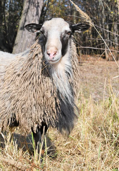 Schapen Een Weiland Het Herfstlandschap — Stockfoto