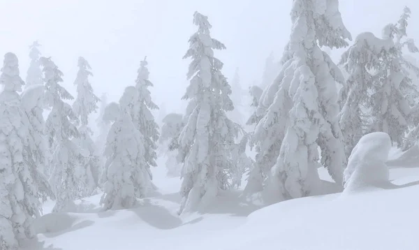 Floresta Coníferas Inverno Uma Encosta Montanha — Fotografia de Stock