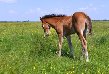 bir yaz kırsal manzara mera üzerinde bir tayı. 