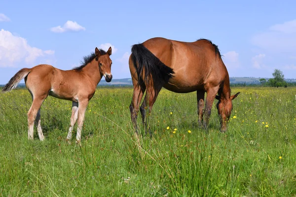 Foal Μια Φοράδα Ένα Καλοκαίρι Βοσκοτόπων Ένα Αγροτικό Τοπίο — Φωτογραφία Αρχείου