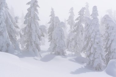 Kış iğne yapraklı orman bir dağ yamacında.