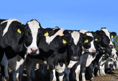 Kalush, Ukrayna - 2 Ekim 2019: Batı Ukrayna 'nın Kalush kenti yakınlarındaki bir süt çiftliğinde sığır ağılında inekler .