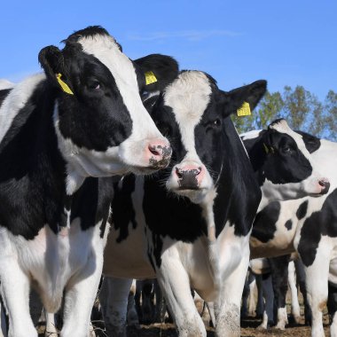 Kalush, Ukrayna - 2 Ekim 2019: Kalush kenti yakınlarındaki bir mandıra çiftliğinde çiftlik hayvanı yetiştirmek için kullanılan buzağılar.