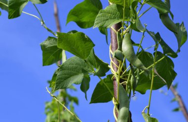 çalı fasulyesi genç saplarını direkleri