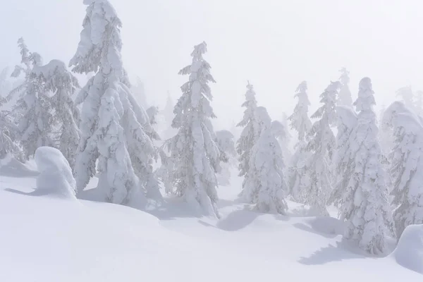 Winter Coniferous Forest Mountain Slope — Stock Photo, Image