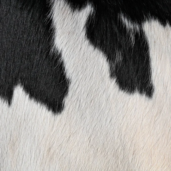 牛の皮膚のフラグメントを背景の写真をクローズ アップ — ストック写真