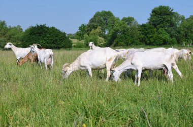 Organik çiftliğin otlağındaki keçiler