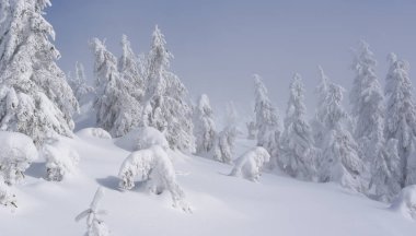 Karla kaplı ağaçlarla kaplı güzel kış manzarası 