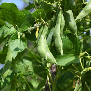 Young bean pods, close up