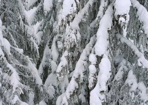 雪に覆われた木々の美しい冬の風景 — ストック写真