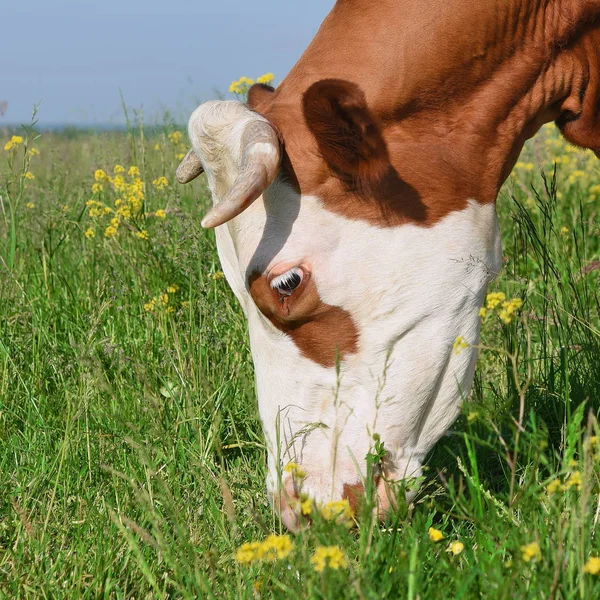 Close Cute Cow Meadow — Stock Photo, Image