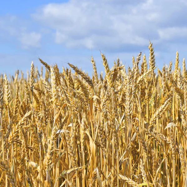 Buğday Tarlası Tarım Doğa Geçmişi — Stok fotoğraf