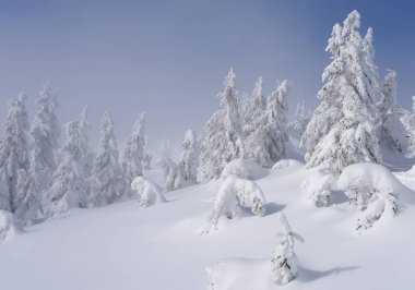 Karla kaplı ağaçlarla kaplı güzel kış manzarası 