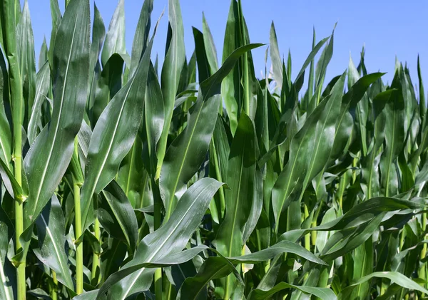 Green Plants Big Leaves — 图库照片