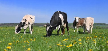 Yaz otlağında inekler.