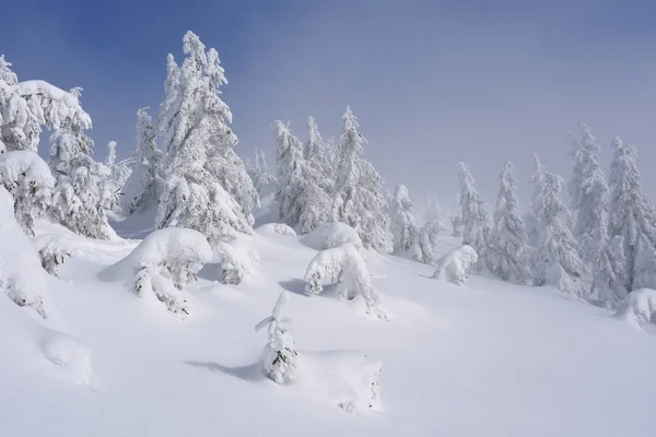 Bosque Coníferas Invierno Una Ladera Montaña —  Fotos de Stock