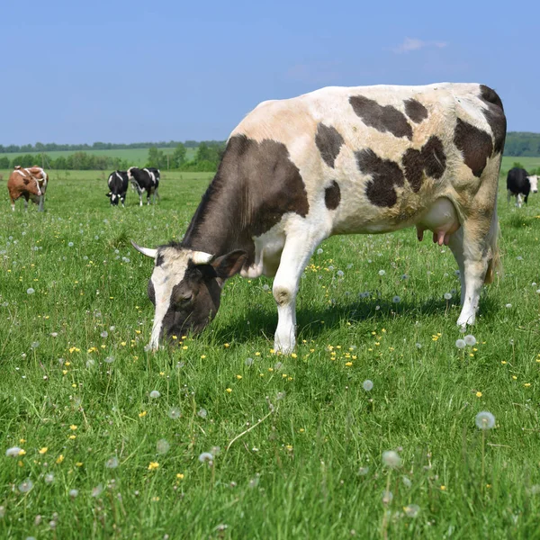 Las Vacas Pasto Verano —  Fotos de Stock