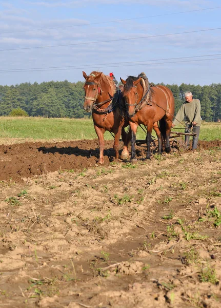 Kalush Ucrânia Setembro 2017 Fallowing Field Manual Plow Horse Drawn — Fotografia de Stock