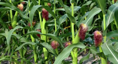 Kırsal manzara içinde genç Mısır 