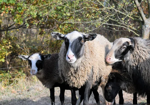 Schafe Auf Einer Weide Der Herbstlichen Landschaft — Stockfoto