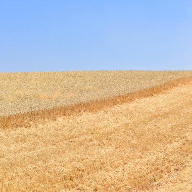 wheat field, agriculture and nature background