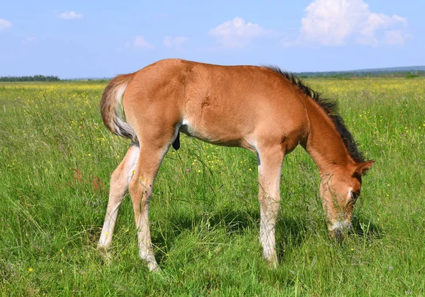 小马驹在夏天山牧场在农村风景 — 图库照片