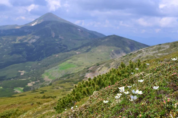 Hoverla Dağı Manzaralı Yaz Dağı Manzarası — Stok fotoğraf