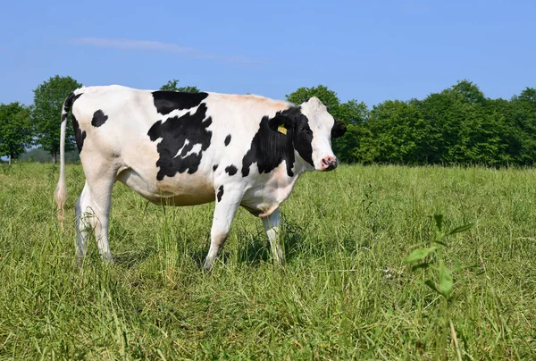 Kalush Ukraina Oktober 2019 Kor Nötboskapspenna Mjölkgård Nära Staden Kalush — Stockfoto