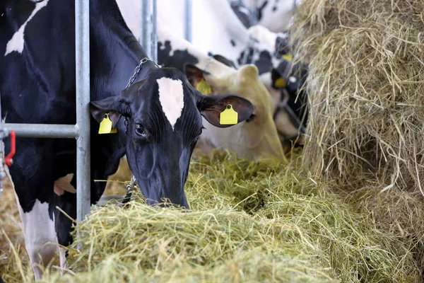 Vacas pretas e brancas comendo feno no estábulo na fazenda — Fotografia de Stock