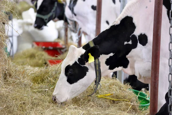 Vacas pretas e brancas comendo feno no estábulo na fazenda — Fotografia de Stock