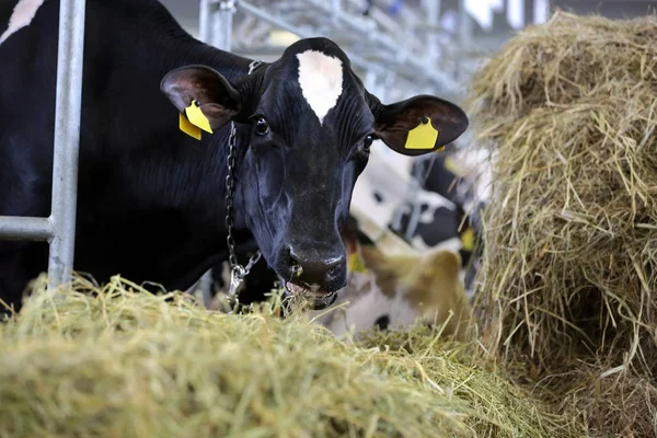 Vacas pretas e brancas comendo feno no estábulo na fazenda — Fotografia de Stock