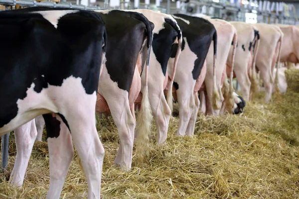 Vacas pretas e brancas no estábulo na fazenda — Fotografia de Stock