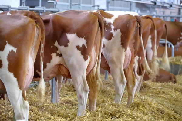 Vacas marrons no estábulo na fazenda — Fotografia de Stock