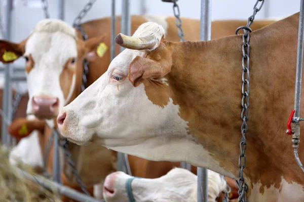 Vacas marrons no estábulo na fazenda — Fotografia de Stock