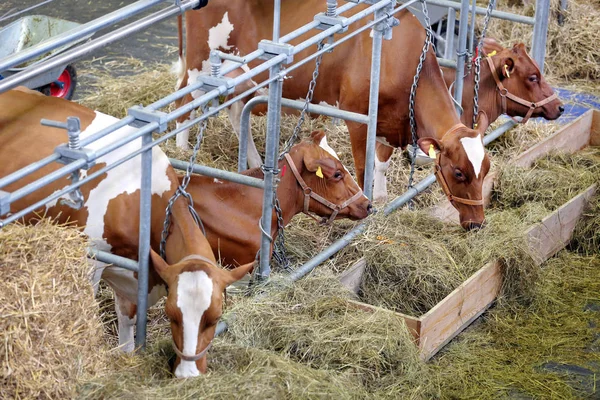 Vacas marrons comendo feno no estábulo na fazenda — Fotografia de Stock