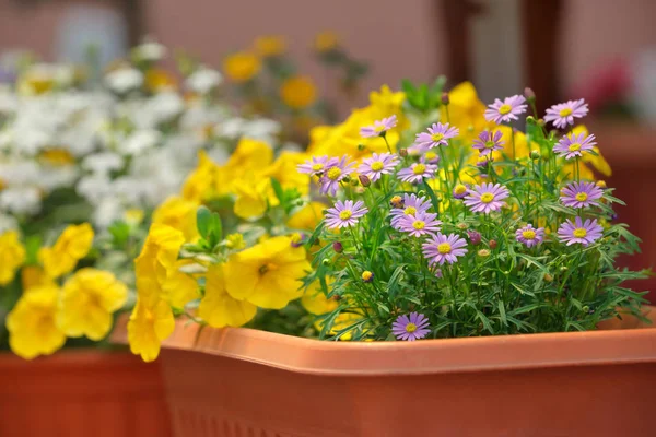 Flores florecientes de verano en caja de ventana — Foto de Stock