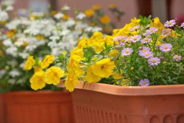 Flores florecientes de verano en caja de ventana — Foto de Stock