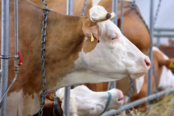 Vacas marrons no estábulo na fazenda — Fotografia de Stock