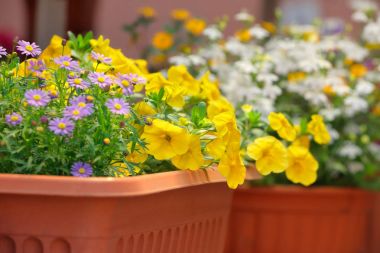 Pencere kutusunda yaz çiçek açan çiçekler
