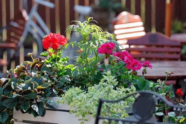 Summer blooming flowers in box in the yard — Stock Photo, Image