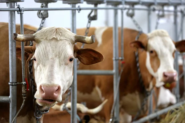 Vacas marrons comendo feno no estábulo na fazenda — Fotografia de Stock
