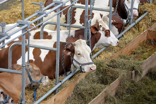 Vacas marrons comendo feno no estábulo na fazenda — Fotografia de Stock