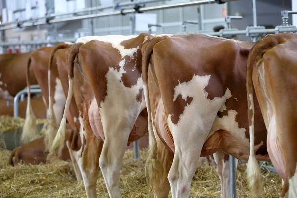 Vacas marrons comendo feno no estábulo na fazenda — Fotografia de Stock